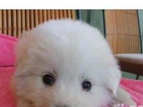 深圳純種大白熊幼犬轉(zhuǎn)讓?zhuān)酿B(yǎng)育公母可選