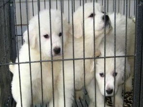 成都專(zhuān)業(yè)犬舍出售健康三月齡大白熊幼犬，公母齊全并附健康保障協(xié)議